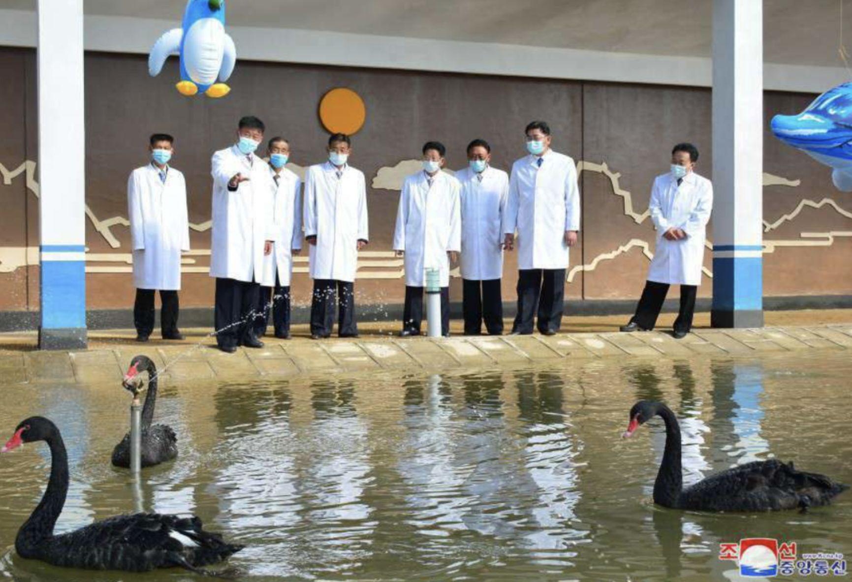 Black swans at the Kwangpho Duck Farm and stock market