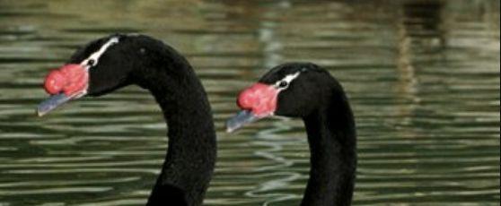 black swan trading