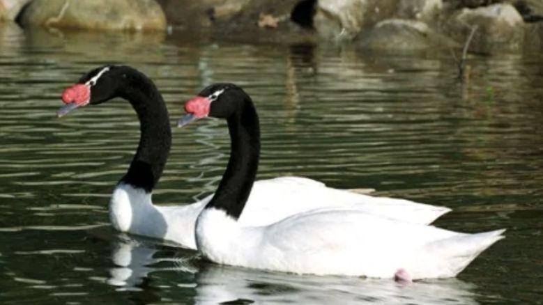 black swan research